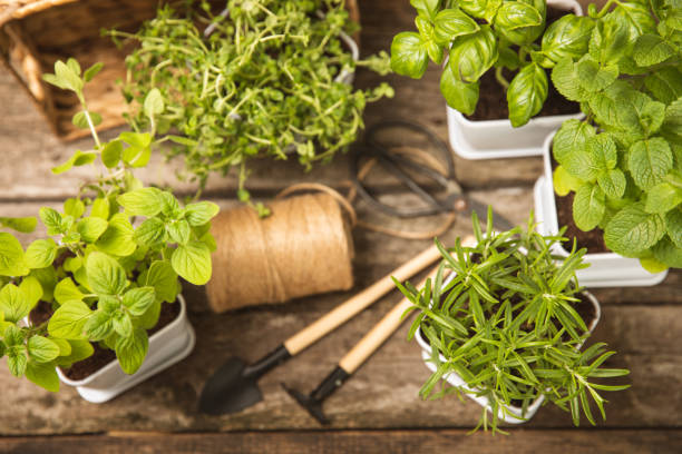 Potted fresh garden herbs.Rosemary, mint, pepper and strawberry in brown paper package.Spicy spice and herb seedling.Assorted fresh herbs in a pot.Home aromatic and culinary herbs.Copy space. hierbas frescas de jardín en maceta. paquete de romero, menta, pimienta y fresa en papel marrón. especias picantes y plántulas de hierbas. surtido de hierbas frescas en una olla. hierbas aromáticas y culinarias caseras. espacio de copia.