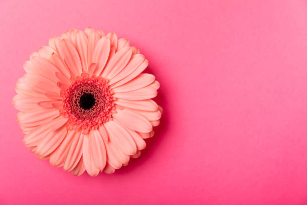 istock Beautiful blooming  gerbera flower on texture wood background.copy space. Place for text.Spring flower.Top view 1634010409