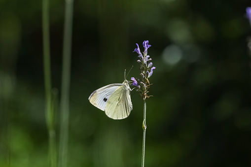 Small white, Pieris rapae, white and yellow butterfly perched on a lavender stalk