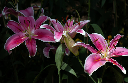 Studio shot of beautiful pink lilies