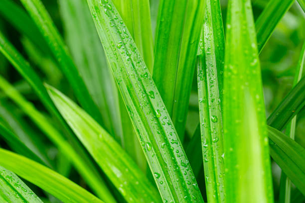 istock pandan leaf,Pandan leaves texture background. Green leaves with beautiful pattern in jungle for organic concept. Natural plant in tropic. Closeup pandan leaves texture 1634016294