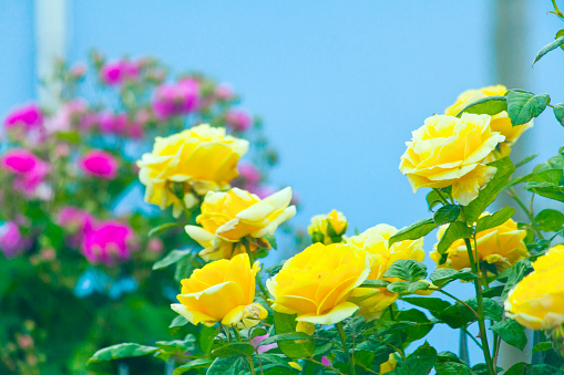 Fresh beautiful yellow roses isolated on white background with clipping path