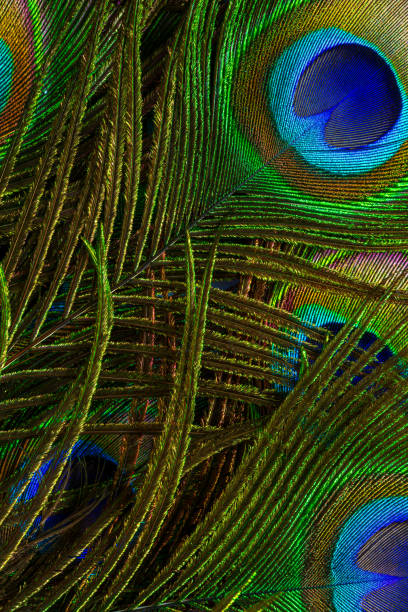istock macro peacock feathers,Abstract macro peacock feather, blur, multicolored exotic bird 1634019592