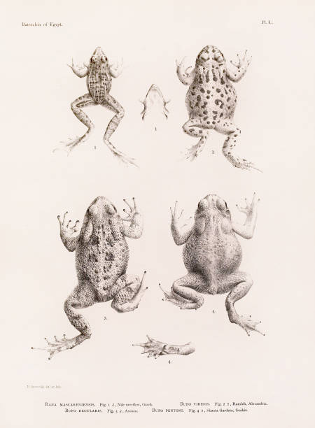 Vintage Frog illustration. North Africa Zoology Book Plate. Circa 1890 Scientific illustration from a late 19th-century book showcasing reptiles, specifically focused on the Northern African zoology. snake anatomy stock illustrations