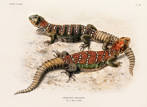 Scientific illustration from a late 19th-century book showcasing reptiles, specifically focused on the Northern African zoology.