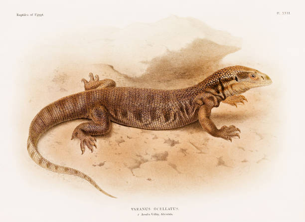 Vintage Lizard illustration. North Africa Zoology Book Plate. Circa 1890 Scientific illustration from a late 19th-century book showcasing reptiles, specifically focused on the Northern African zoology. snake anatomy stock illustrations