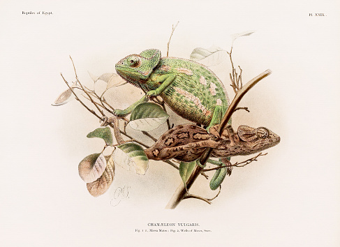 istock Vintage Chameleon illustration. North Africa Zoology Book Plate. Circa 1890 1634021349