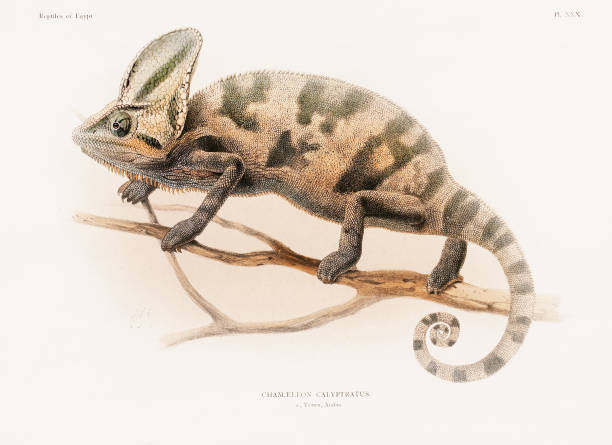 Vintage Chameleon illustration. North Africa Zoology Book Plate. Circa 1890 Scientific illustration from a late 19th-century book showcasing reptiles, specifically focused on the Northern African zoology. snake anatomy stock illustrations