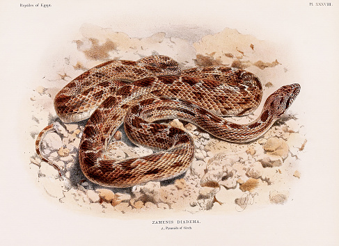 istock Vintage Snake illustration. North Africa Zoology Book Plate. Circa 1890 1634021895