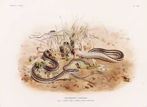 istock Vintage Snake illustration. North Africa Zoology Book Plate. Circa 1890 1634021896