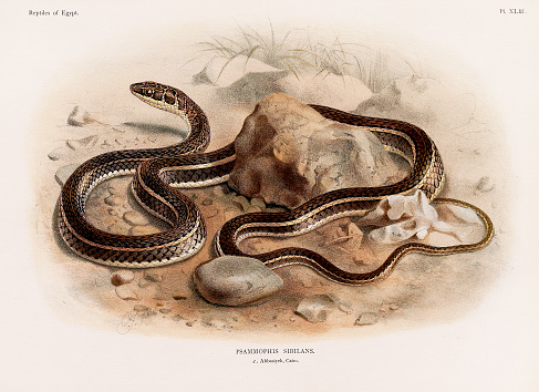 istock Vintage Snake illustration. North Africa Zoology Book Plate. Circa 1890 1634021902