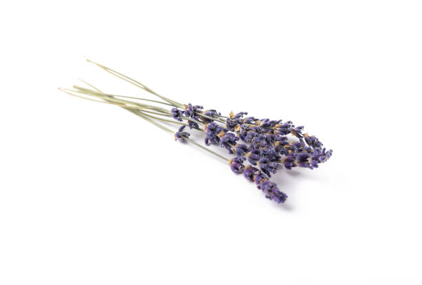 istock Lavender flowers isolated on white background.Flat lay.Fragrant flowers.Holiday concept.Summer flowers.organic flowers. 1634026795