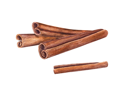 Composition of Cinnamon Sticks. Nature raw organic spice from tree bark. Watercolor illustration of cinnamon isolated on white background. For medicine, food and aromatherapy.