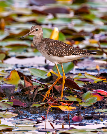 Common Sandpiper bird foraging for food by the water shore in a marsh with water lily pads and a blur background in its environment and habitat surrounding.