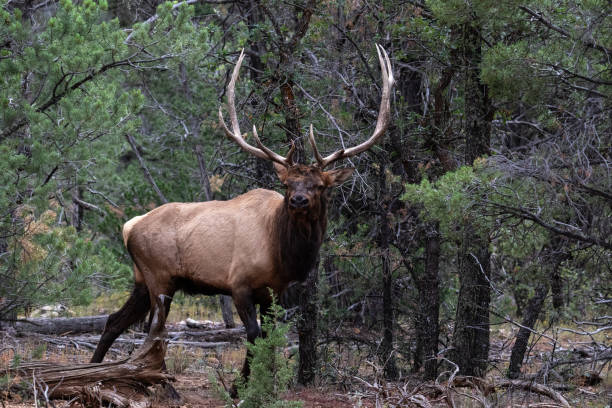 istock Male mule deer, large antlers, looking at camera. Forest in background. 1634067671