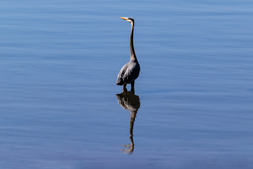 Great Blue Heron (Ardea herodias) Standing in cove at Morro Bay, California. Looking to the side; its reflection mirrored in the water.