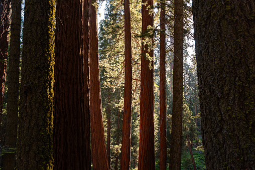 A view of a summer morning through the trees of the giant sequoias on Rim rock Trail in California, USA