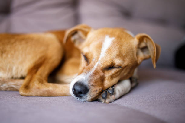 istock Caramel puppy sleeping on the sofa 1634083971