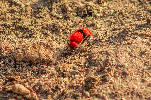 Avispa hormiga de terciopelo rojo dasymutilla, o aviasesina de vacas, avispa roja hembra y macho, con y sin alas, franjas negras en la tierra