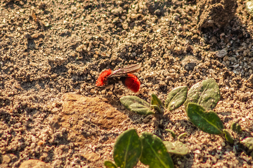 Avispa hormiga de terciopelo rojo dasymutilla, o aviasesina de vacas, avispa roja hembra y macho, con y sin alas, franjas negras en la tierra
