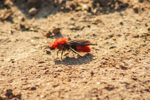 Avispa hormiga de terciopelo rojo dasymutilla, o aviasesina de vacas, avispa roja hembra y macho, con y sin alas, franjas negras en la tierra