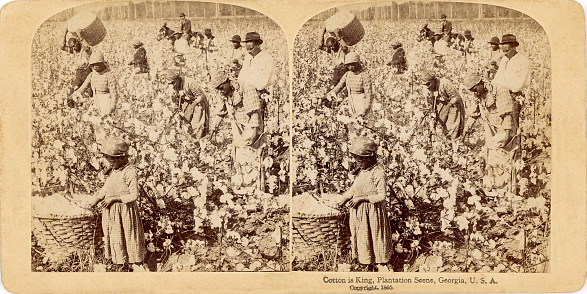 African Americans picking cotton in 1895 stereograph card