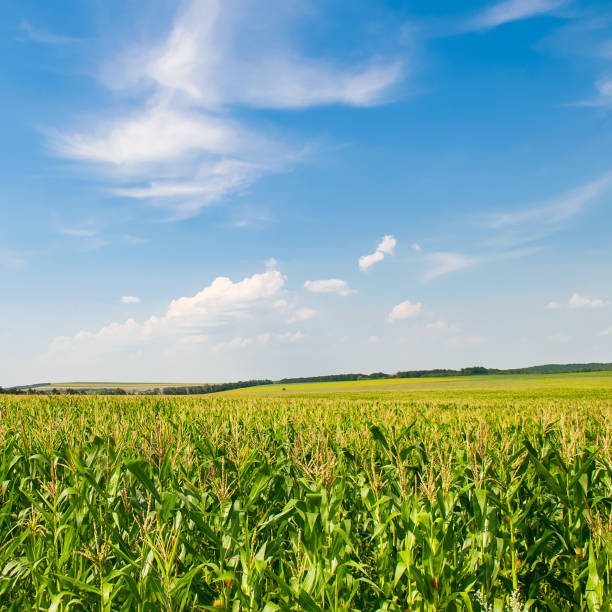 istock Green field of corn and blue sky. 1634126769