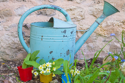 Vintage blue watering can and primroses flower in pot in front of the stone wall background