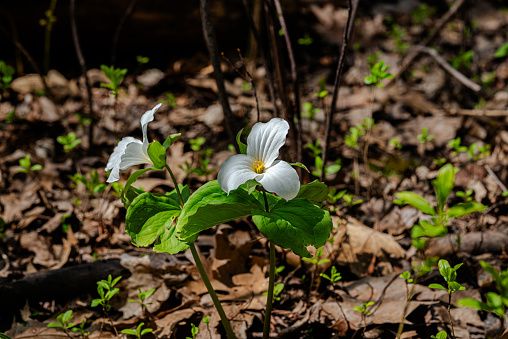 Great white trillium flower in the city park
