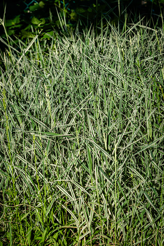 Variegated Silver Grass is an herbaceous perennial grass with an upright spreading habit of growth.