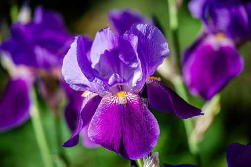 Iris Flower in the garden