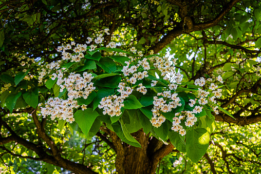 Flowering Northern catalpa in the city park