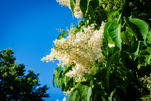 Japanese lilac tree in the city park