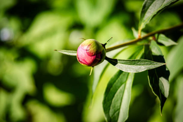 Red peony flowers in the garden