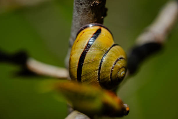 Close-up snail on the tree branch
