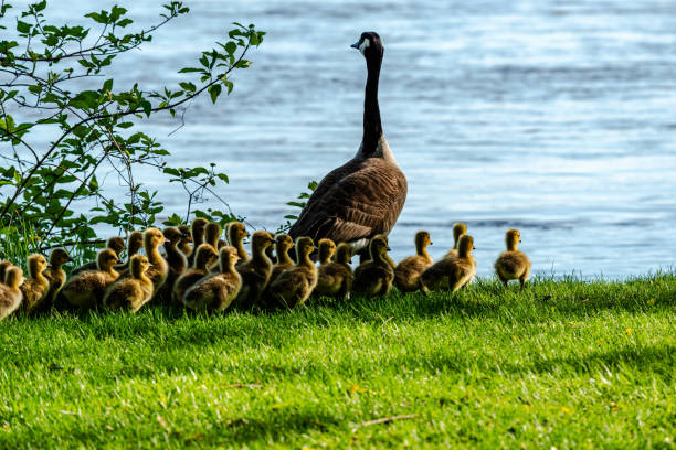 istock Newborn goslings in the springtime 1634156403