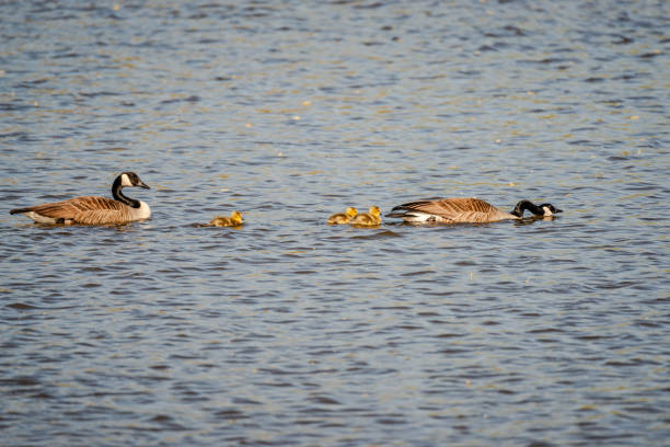 istock Newborn goslings in the springtime 1634157478