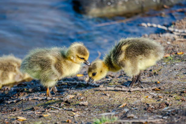 istock Newborn goslings in the springtime 1634157491
