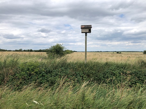 Owl next box on open farmland with rough ground in early July in North Lincolnshire, England; United Kingdom