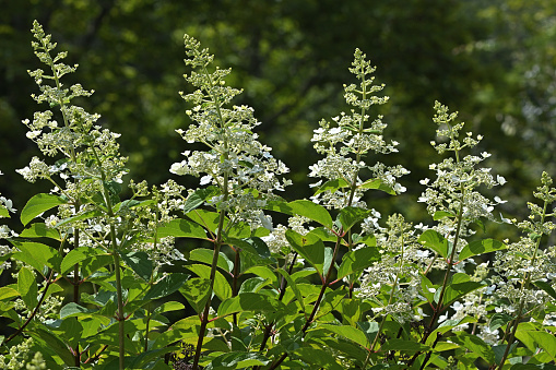 Variety of white hydrangea against a wooded background, midsummer, Connecticut
