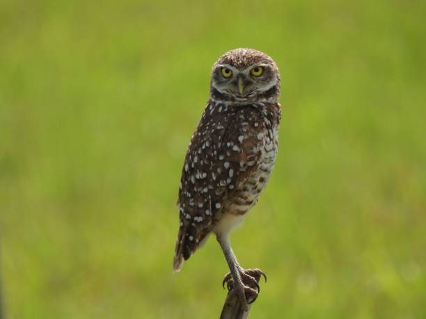 istock Burrowing Owl (Athene cunicularia) -perched on a wood post 1634168988