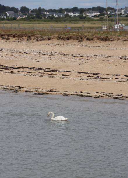 A swan in the sea