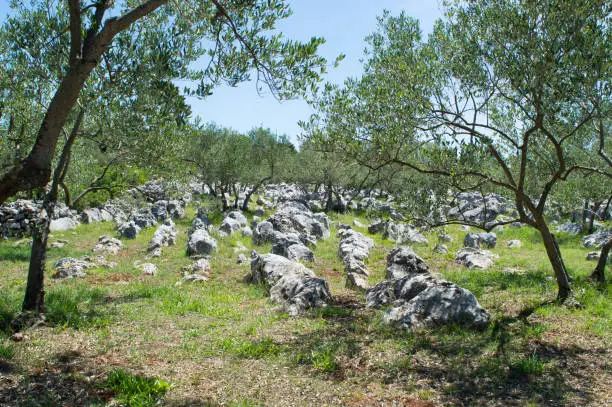 Olive grove in rocky terrain, Olea Europaea, in Preko, Ugljan, Croatia
