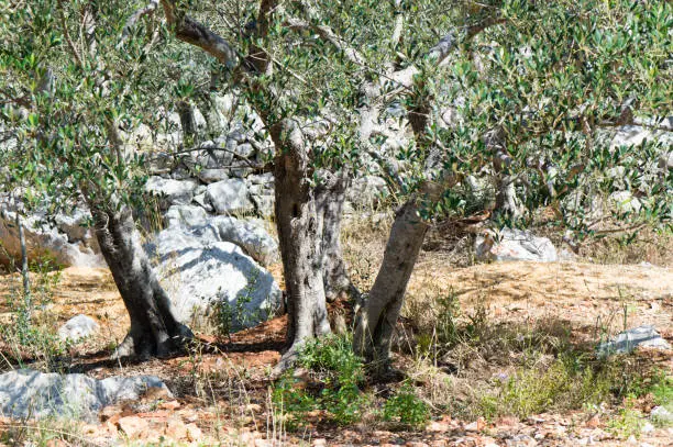 Olive grove in rocky terrain, Olea Europaea, in Preko, Ugljan, Croatia