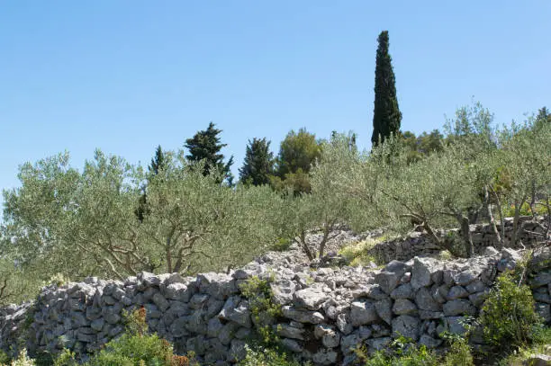 Olive grove surrounded by traditional dry wall with rocks, in Preko, Ugljan, Croatia