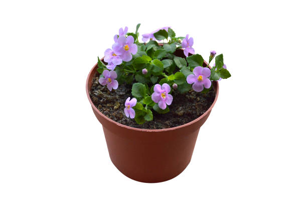 istock Bacopa (Sutera cordata) flower plant isolated on white background 1634187659