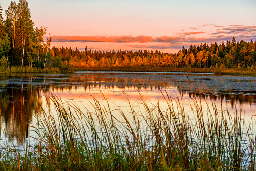 Lake in the Russian North in the Arkhangelsk region. Silence, a mirror of water without a single wrinkle. The forest surrounds the lake. The evening sun beautifully illuminates the trees