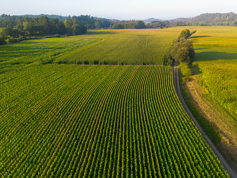 Aerial view of cornfield by drone.