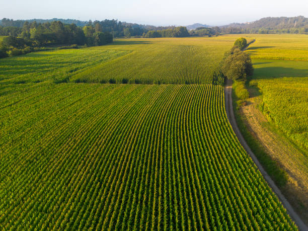 Cornfields Aerial view of cornfield by drone. sweet corn in field stock pictures, royalty-free photos & images