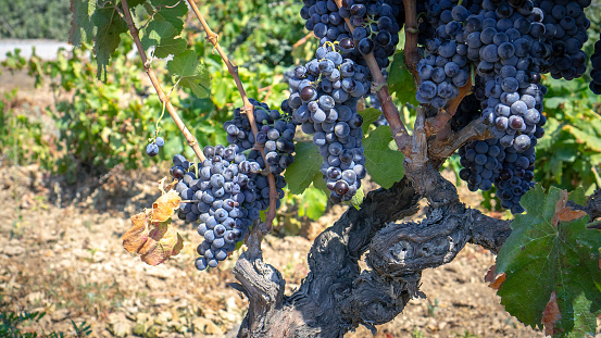 ripe grapes ready for the harvest for the production of cannonau and carignano wine